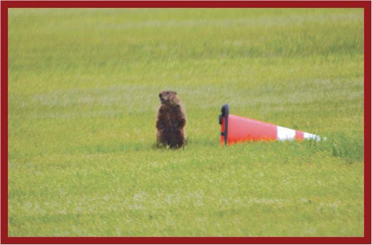 Groundhog standing next to a traffic cone on green grass.