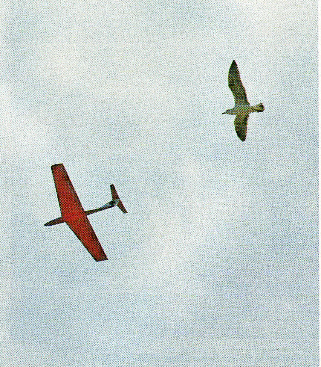 Red glider and bird flying in blue sky.