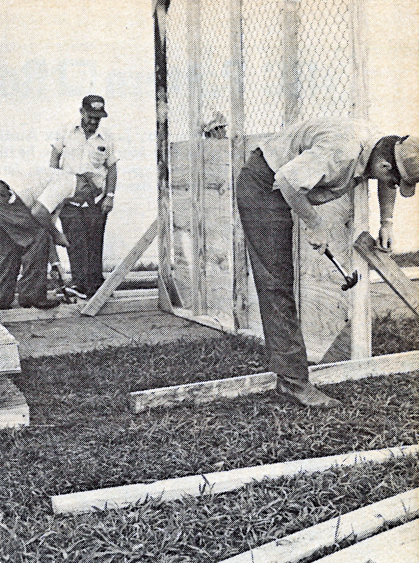 Workers constructing a wooden structure, one hammering a plank. Black and white photo.